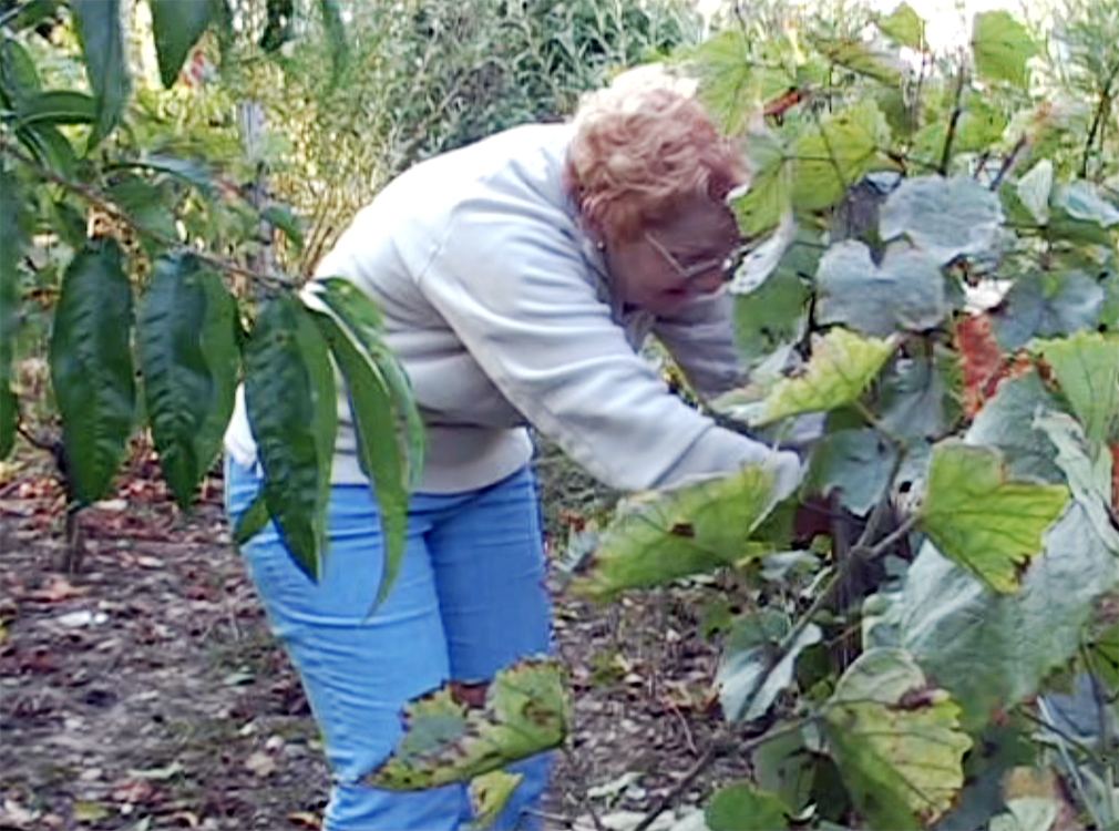 Sauvetage d'une choquette de vigne